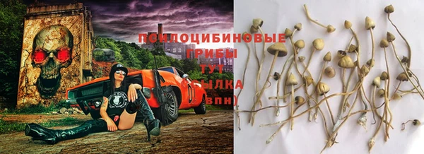 шишки Арсеньев