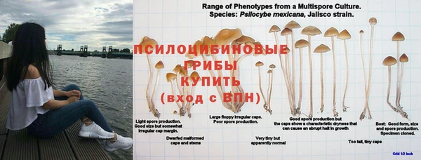 шишки Арсеньев